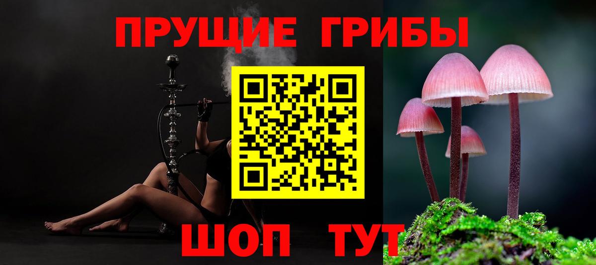 Псилоцибиновые грибы мухоморы  Псилоцибиновые грибы Cubensis  Сокол  где продают наркотики  Вход с VPN 